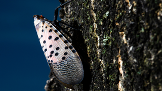 New Jersey Residents Now Quarantining Over Bug Infestation
